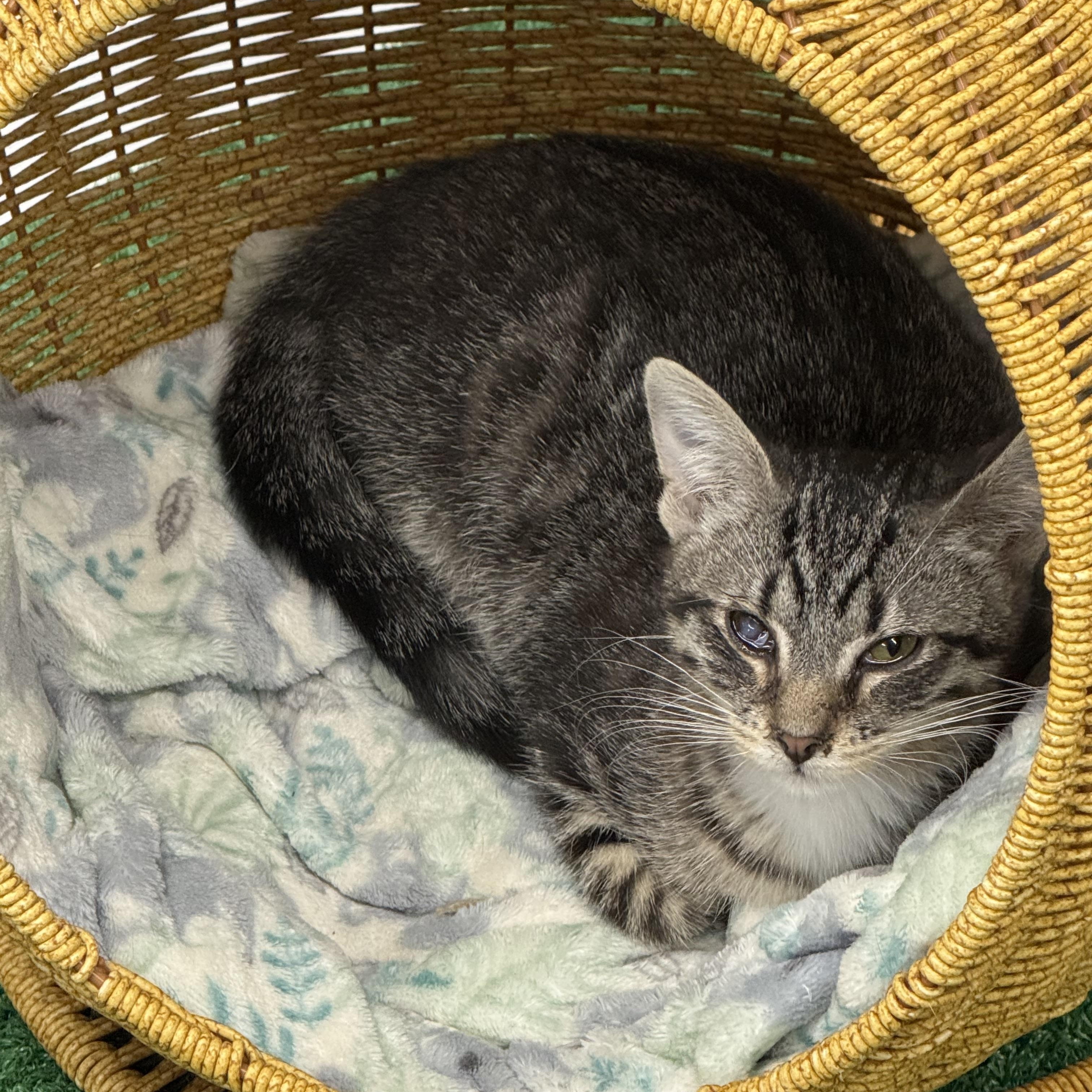 Cleo, Adoptable, Young Female Domestic Short Hair.