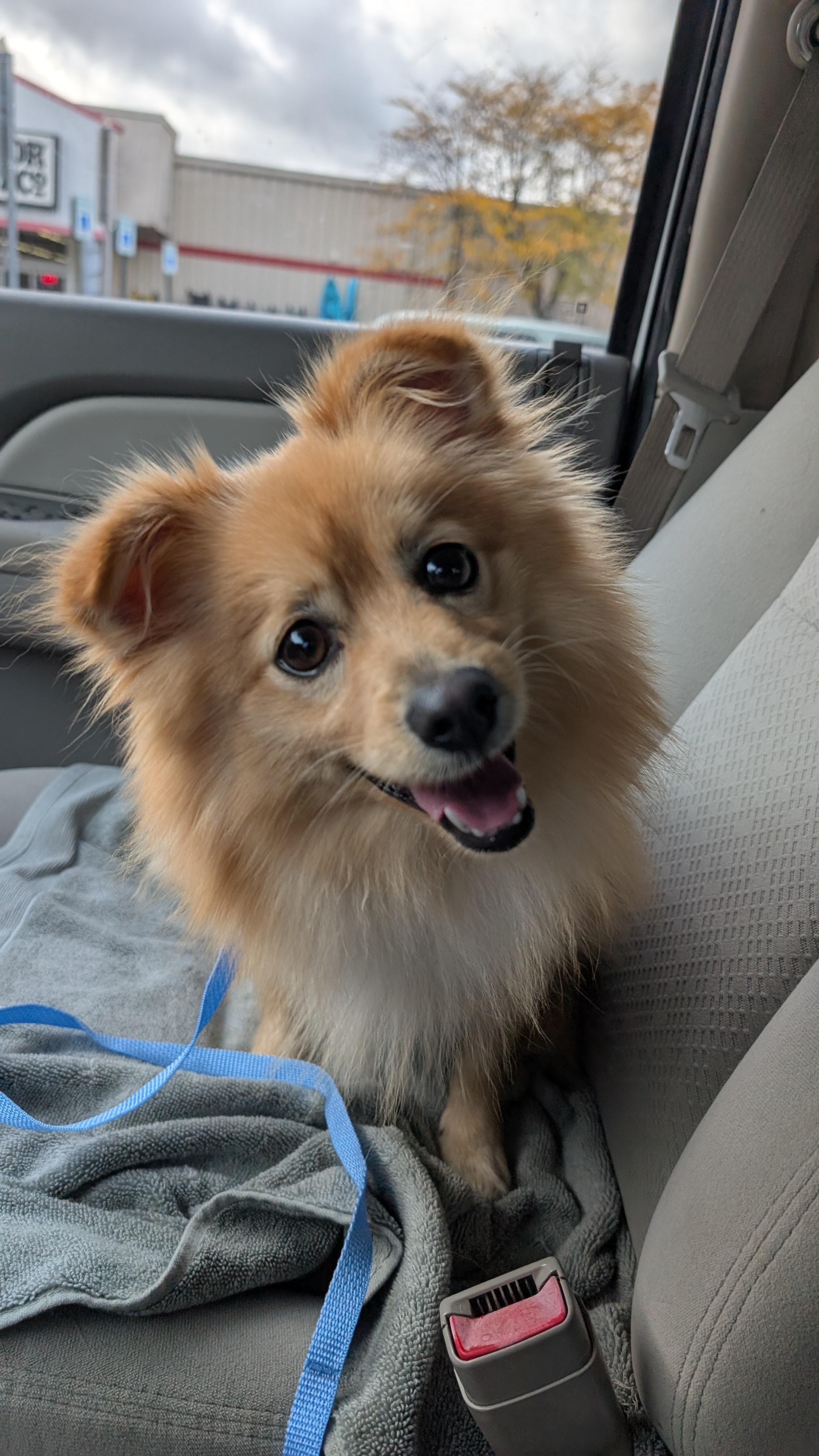 Teddy