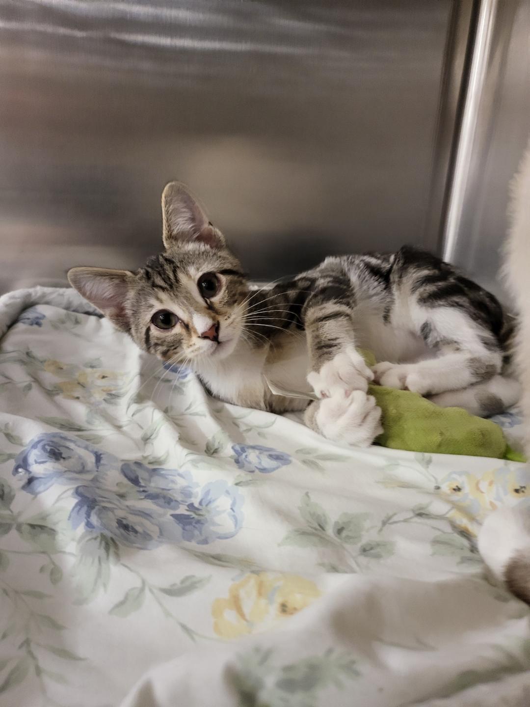 Harley, Adoptable, Kitten Male Tabby.