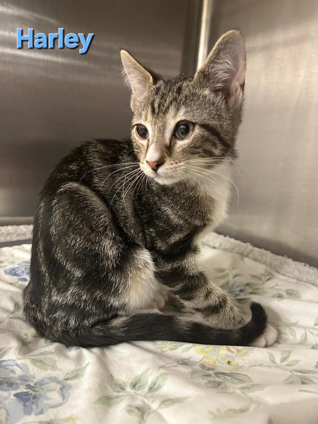 Harley, a Adoptable Tabby in Oakland Park, FL image 2/3