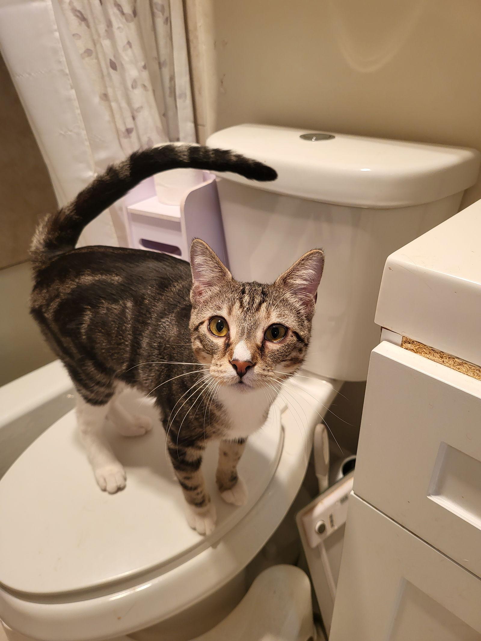 Harley, a Adoptable Tabby in Oakland Park, FL image 3/3