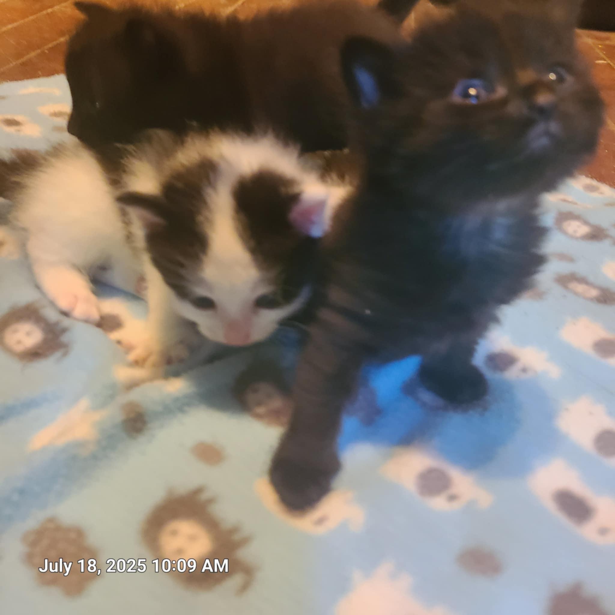 Pandora's kittens