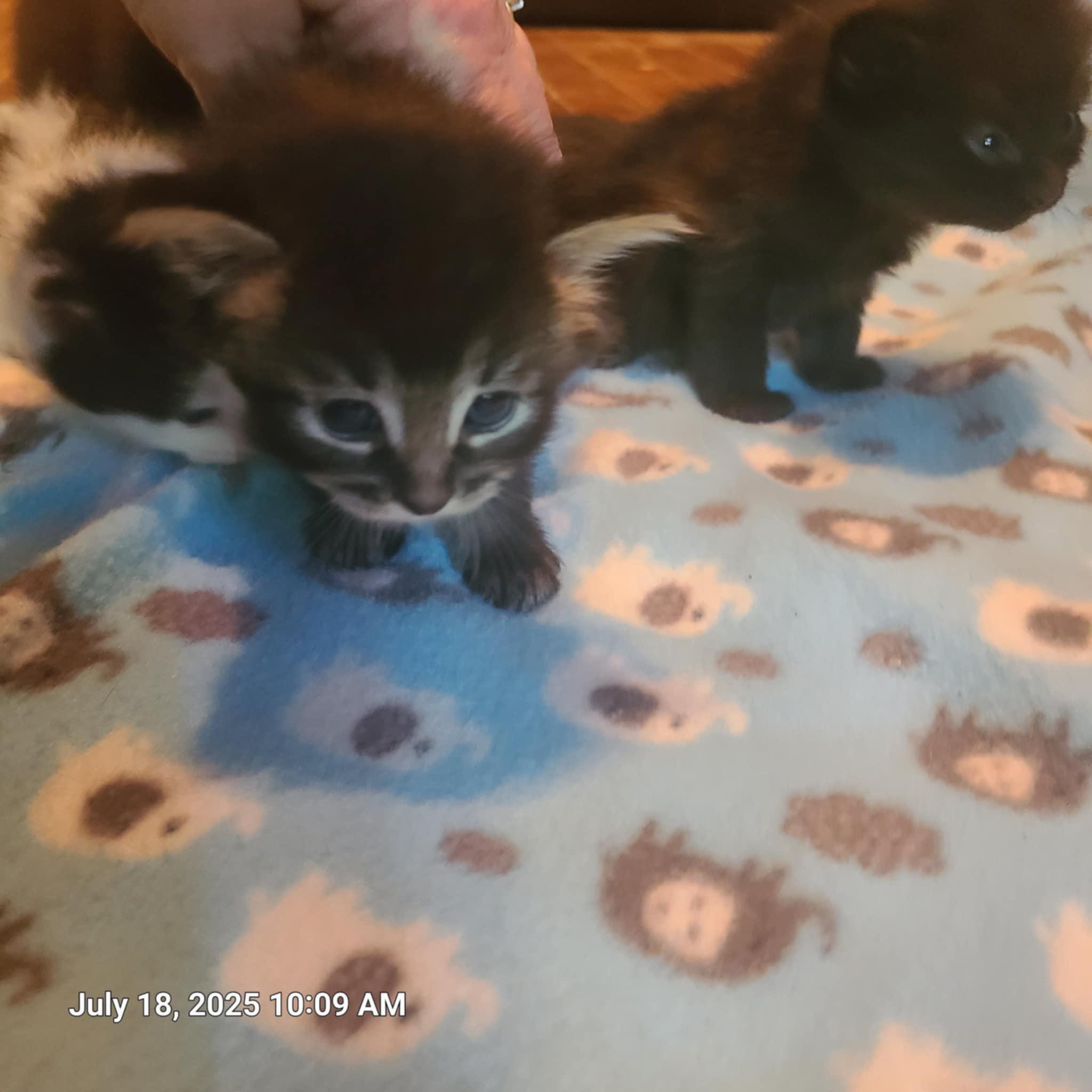 Pandora's kittens
