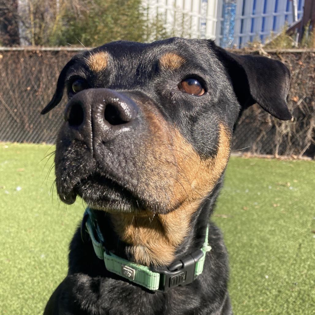 Precious, Adoptable, Adult Female Mixed Breed.