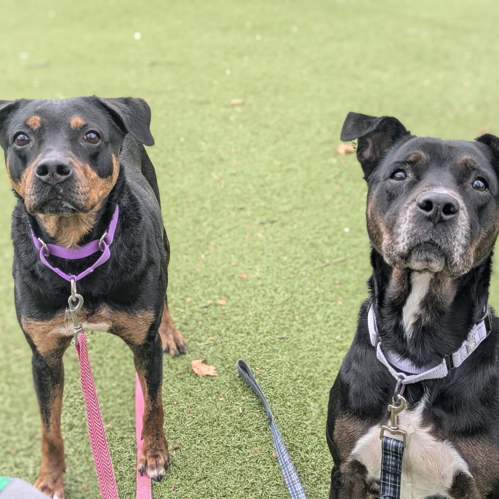 Precious, Adoptable, Adult Female Mixed Breed.