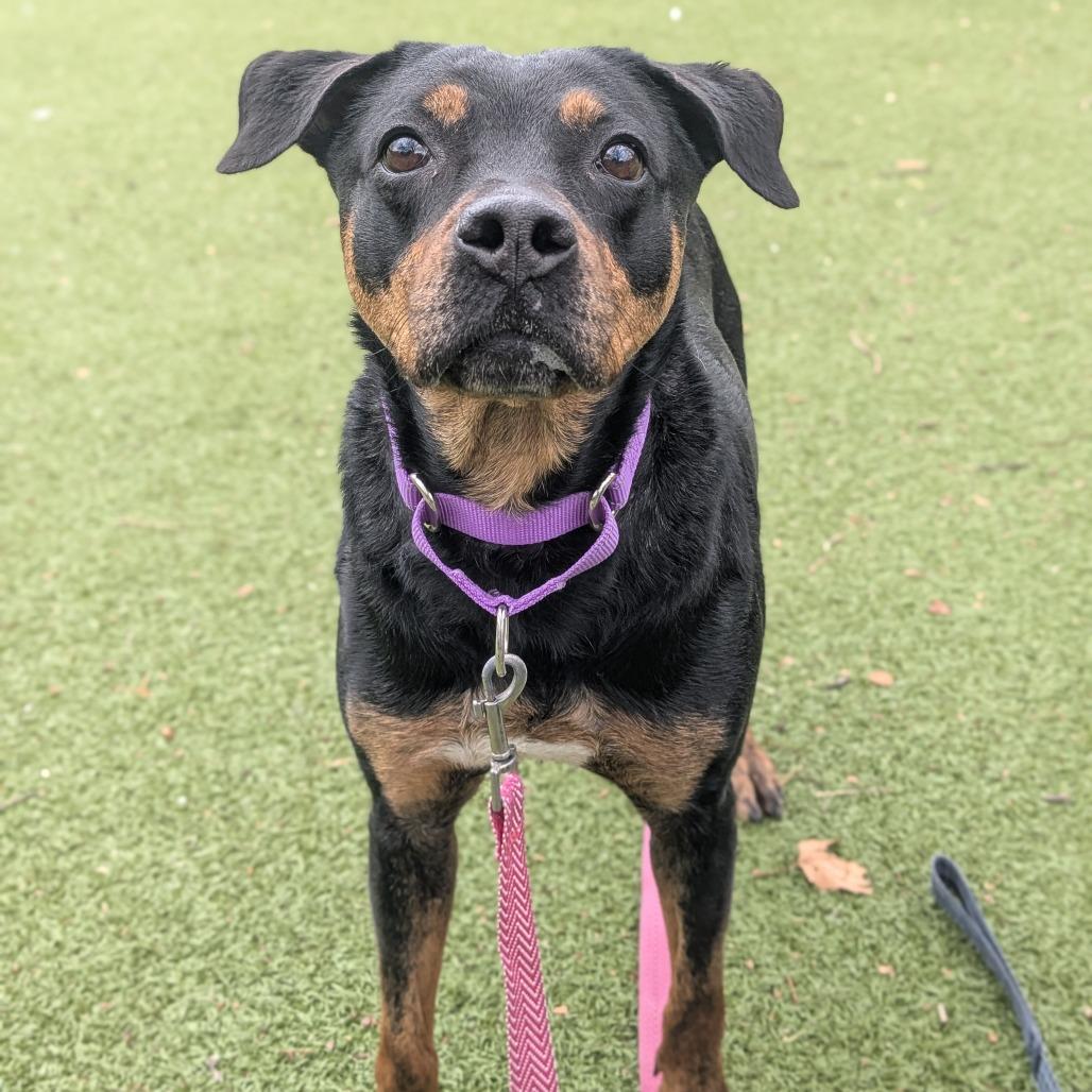 Enlarge Precious, a Adoptable Mixed Breed in Providence, RI image 2/6