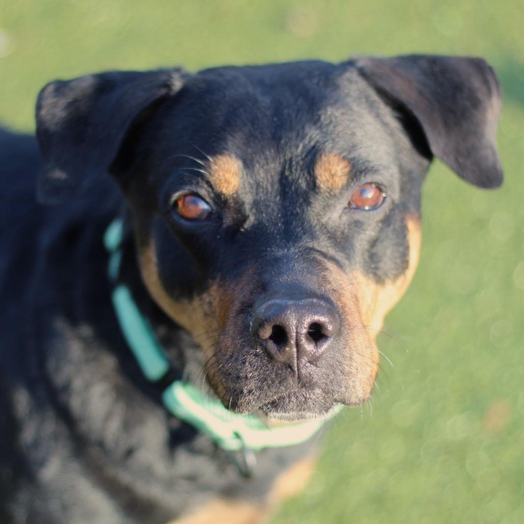 Enlarge Precious, a Adoptable Mixed Breed in Providence, RI image 3/6