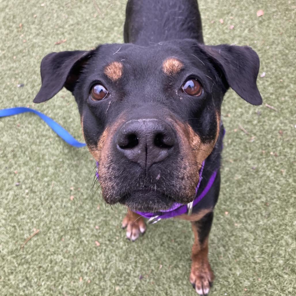 Enlarge Precious, a Adoptable Mixed Breed in Providence, RI image 4/6