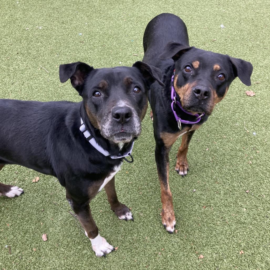 Enlarge Precious, a Adoptable Mixed Breed in Providence, RI image 5/6