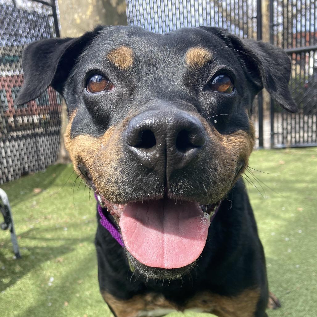 Enlarge Precious, a Adoptable Mixed Breed in Providence, RI image 6/6