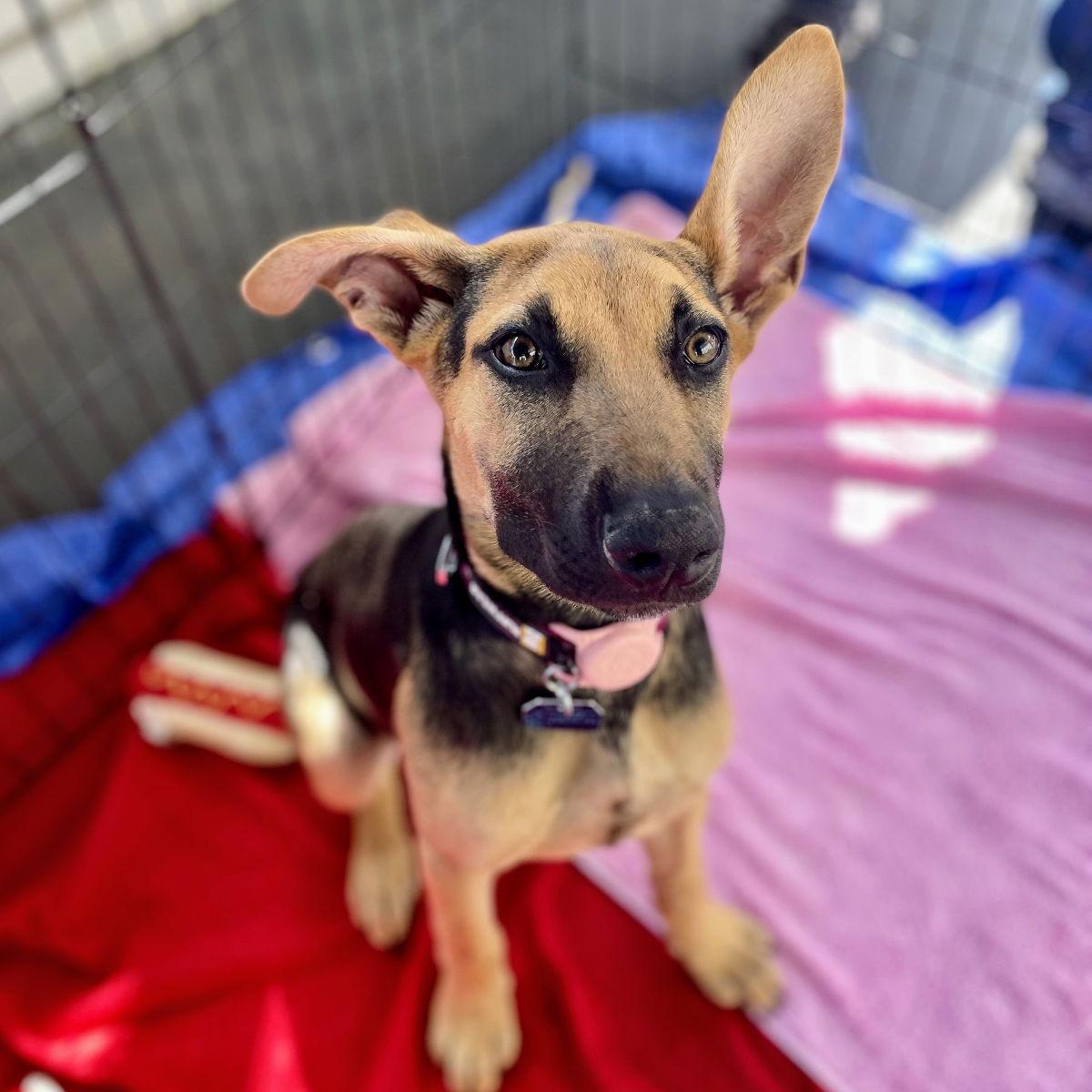 Thistle, Adoptable, Puppy Female German Shepherd Dog.