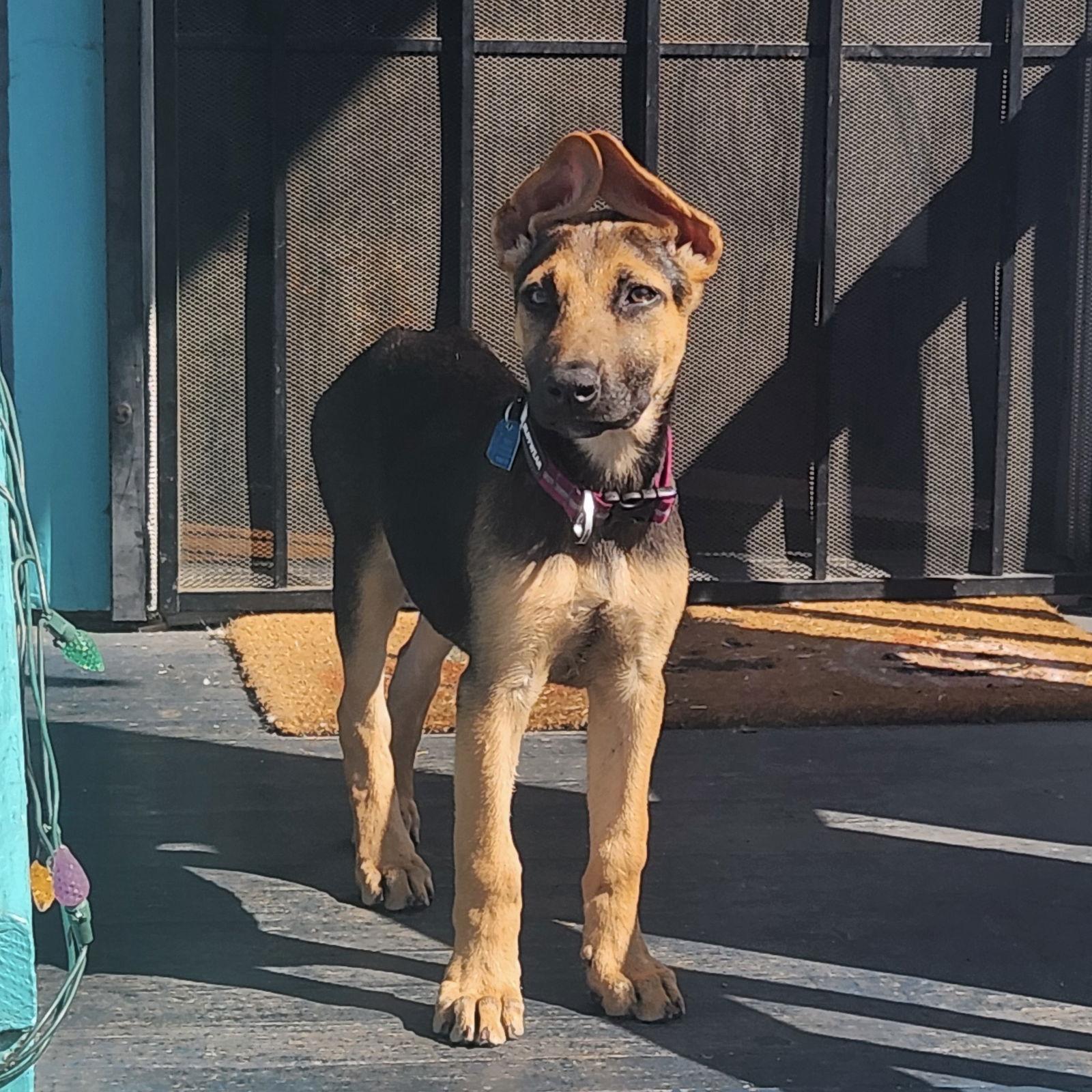 Thistle, a Adoptable German Shepherd Dog in Oakland, CA image 2/3