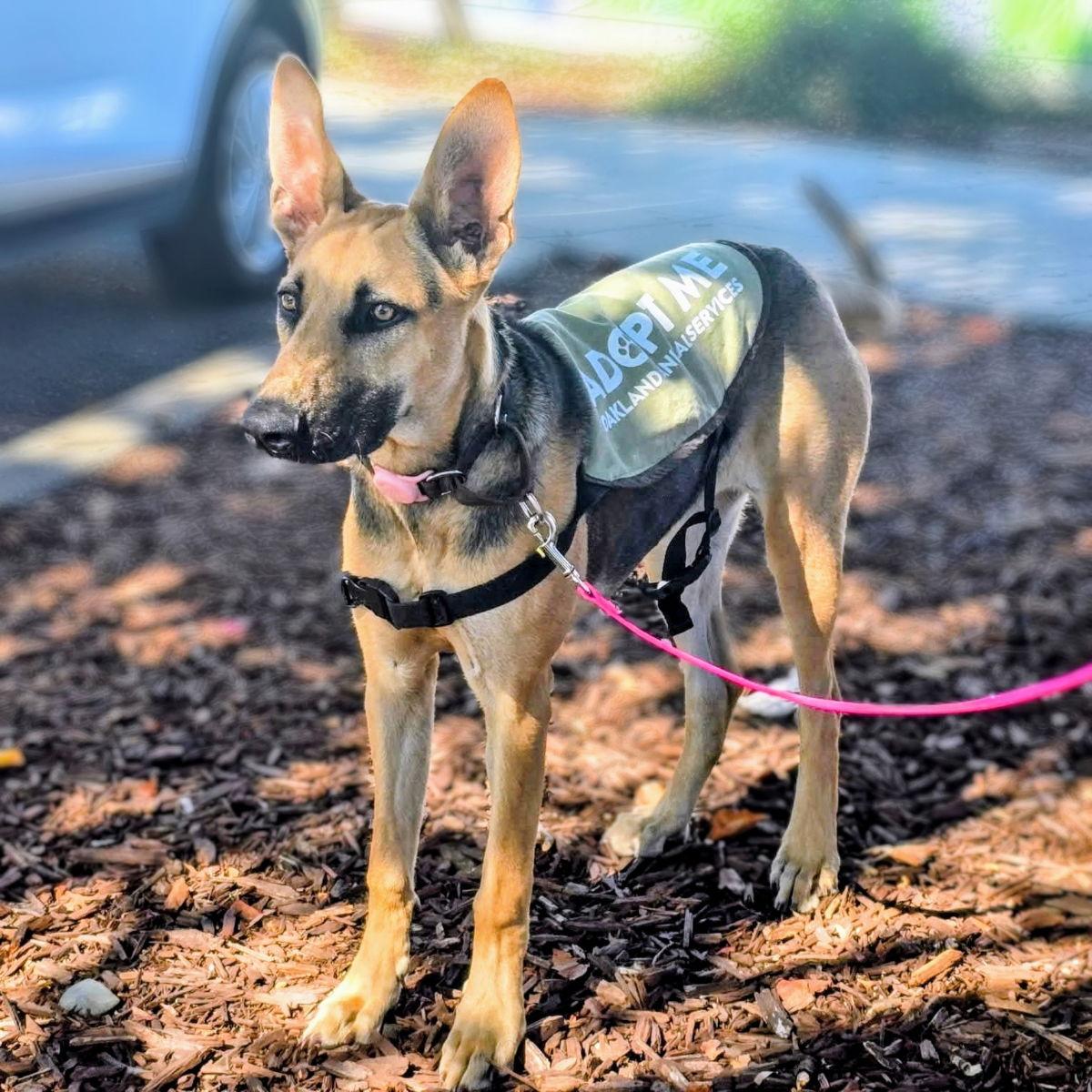 Thistle, a Adoptable German Shepherd Dog in Oakland, CA image 3/3