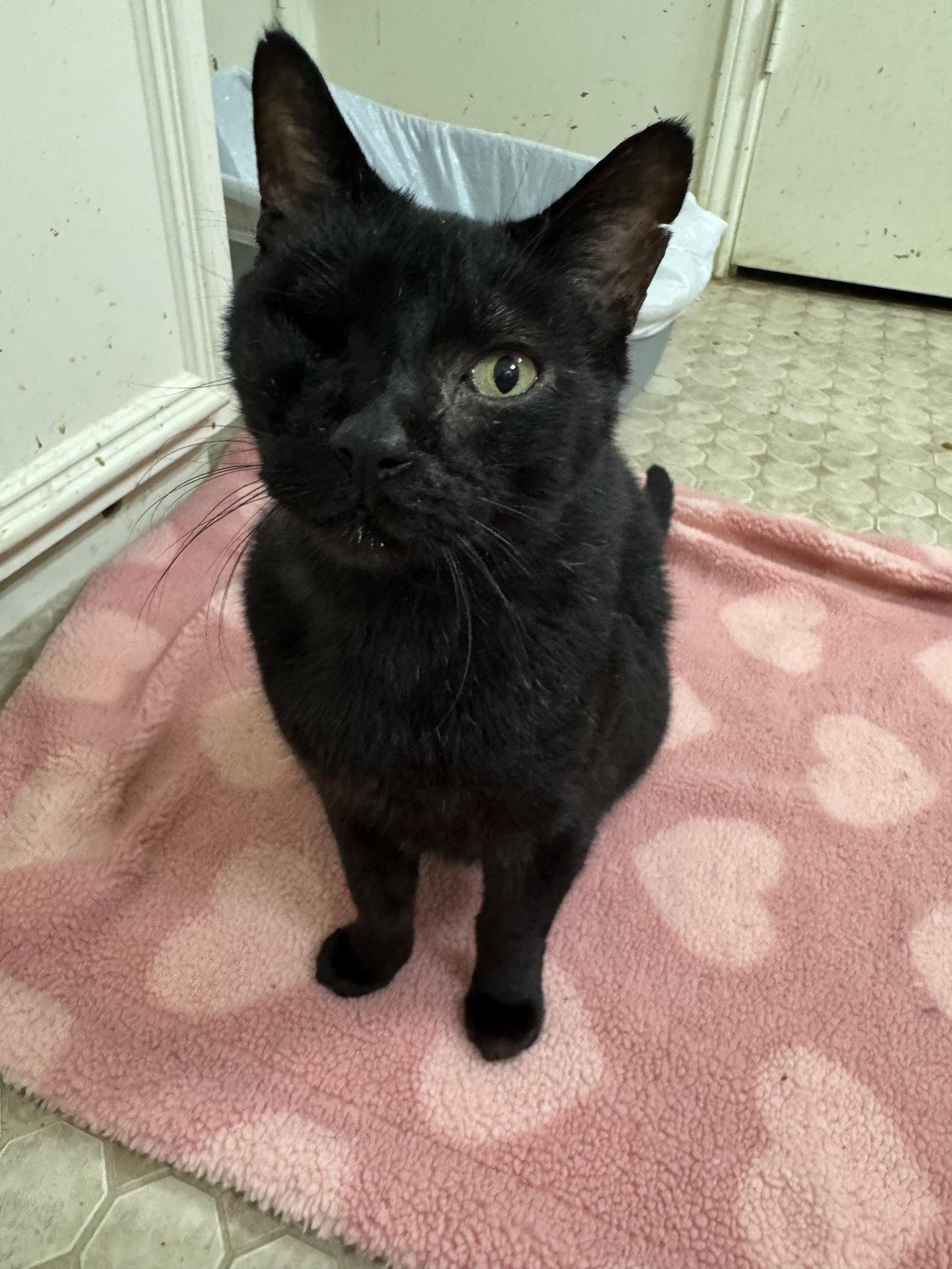 Kit Kat, a Adoptable mixed breed in MONTGOMERY, TX image 1/3