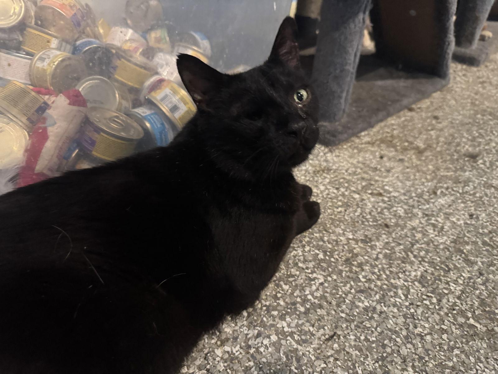 Kit Kat, a Adoptable mixed breed in MONTGOMERY, TX image 2/3