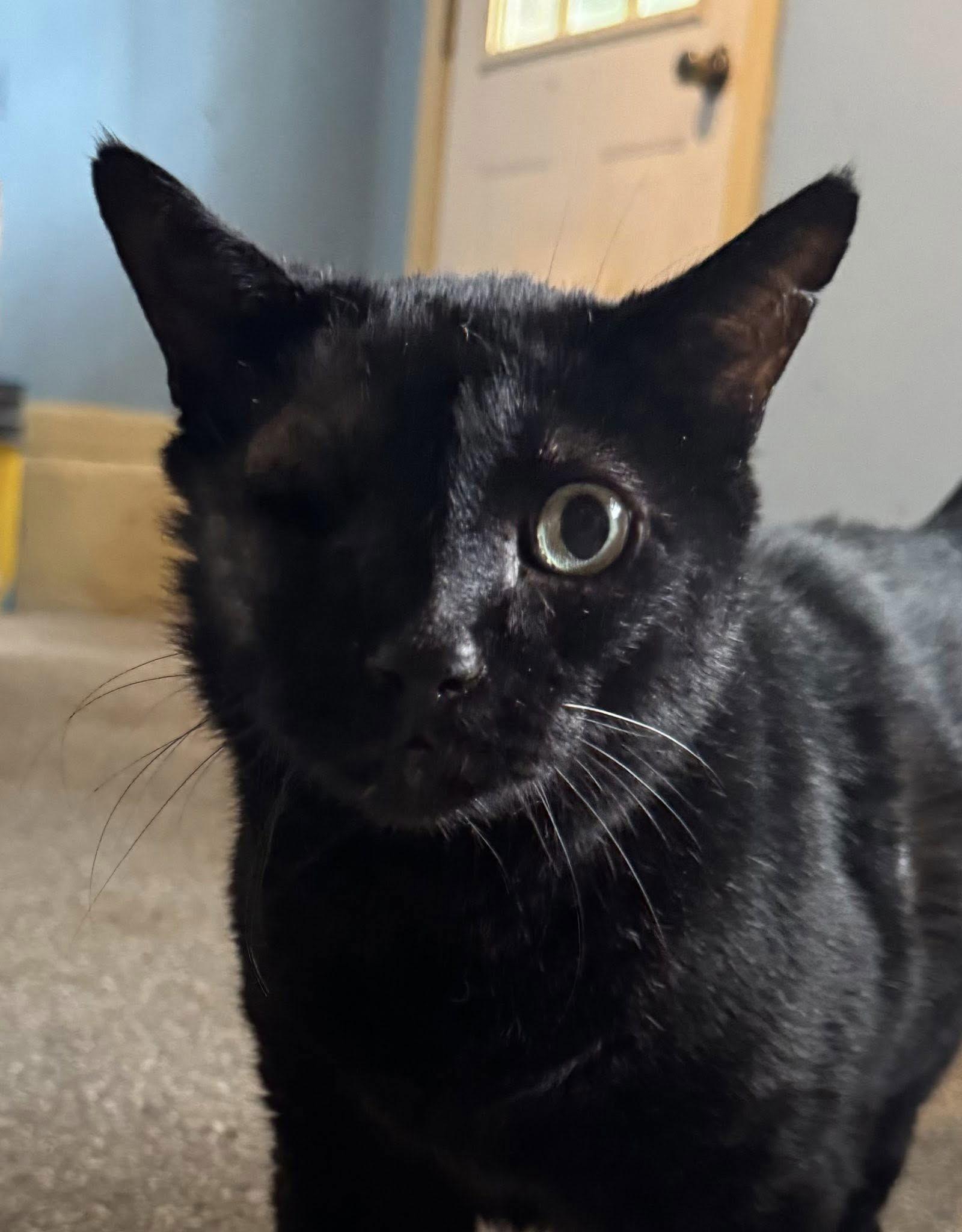 Kit Kat, a Adoptable mixed breed in MONTGOMERY, TX image 3/3
