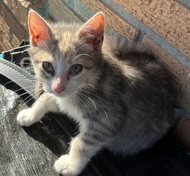 Enlarge Bitty, a ADOPTABLE Domestic Short Hair in Malden, MA image 2/3