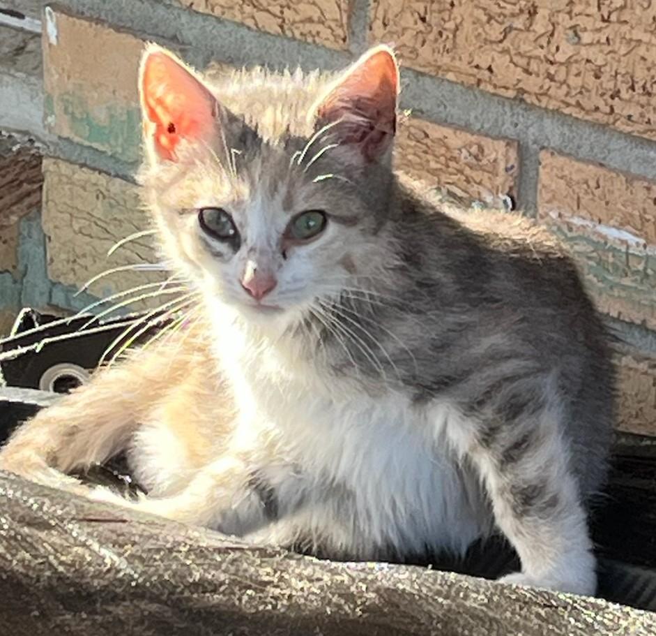 Enlarge Bitty, a ADOPTABLE Domestic Short Hair in Malden, MA image 1/3