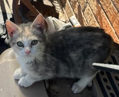 Enlarge Bitty, a ADOPTABLE Domestic Short Hair in Malden, MA image 3/3