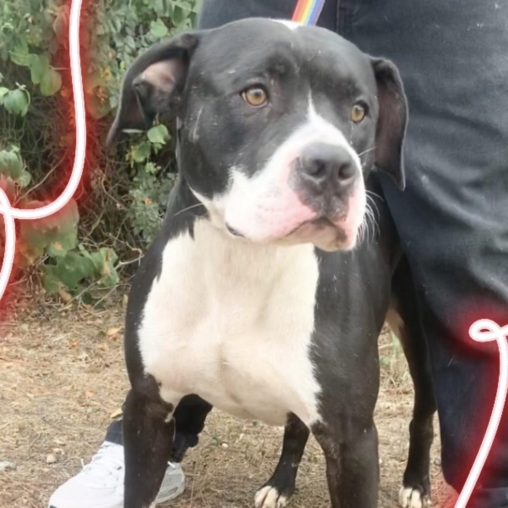 Titus, Adoptable, Senior Male Pit Bull Terrier & Mixed Breed.