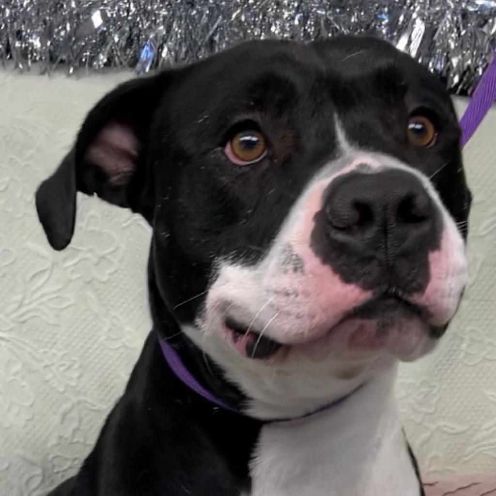 Titus, a Adoptable mixed breed in Fort Smith, AR image 2/5