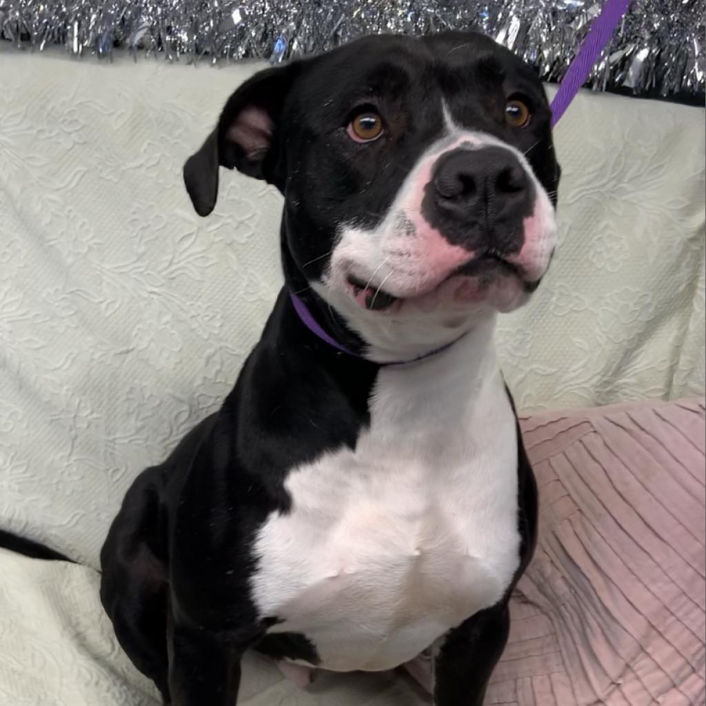 Titus, a Adoptable mixed breed in Fort Smith, AR image 3/5