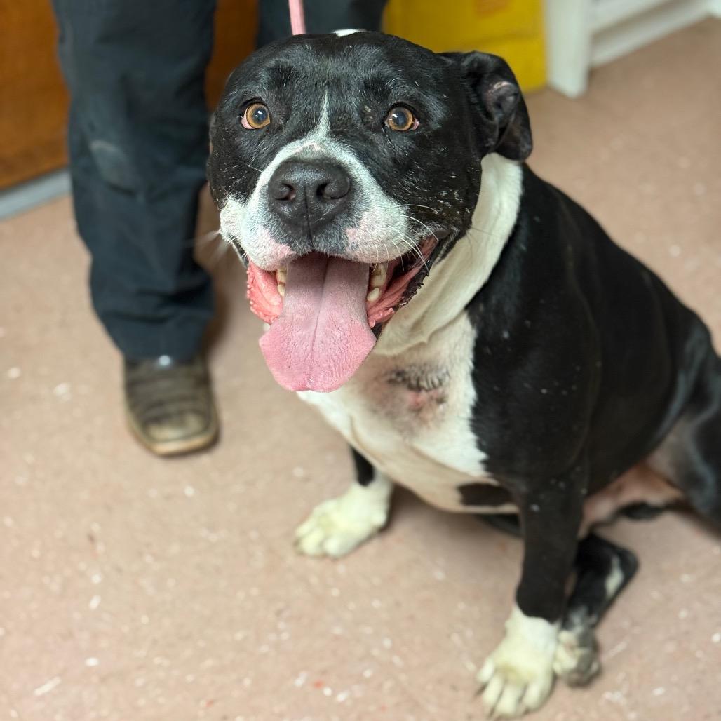 Titus, a Adoptable mixed breed in Fort Smith, AR image 4/5