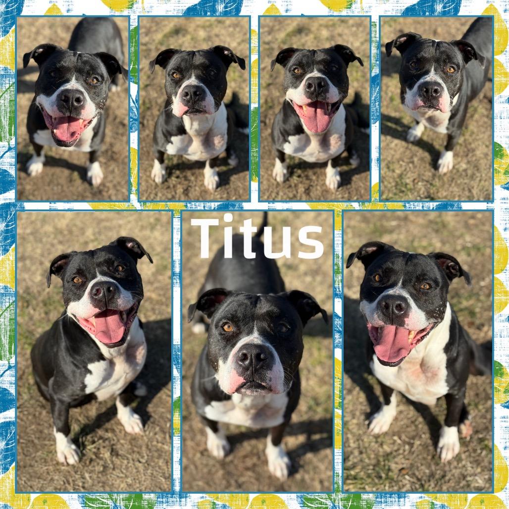 Titus, a Adoptable mixed breed in Fort Smith, AR image 5/5