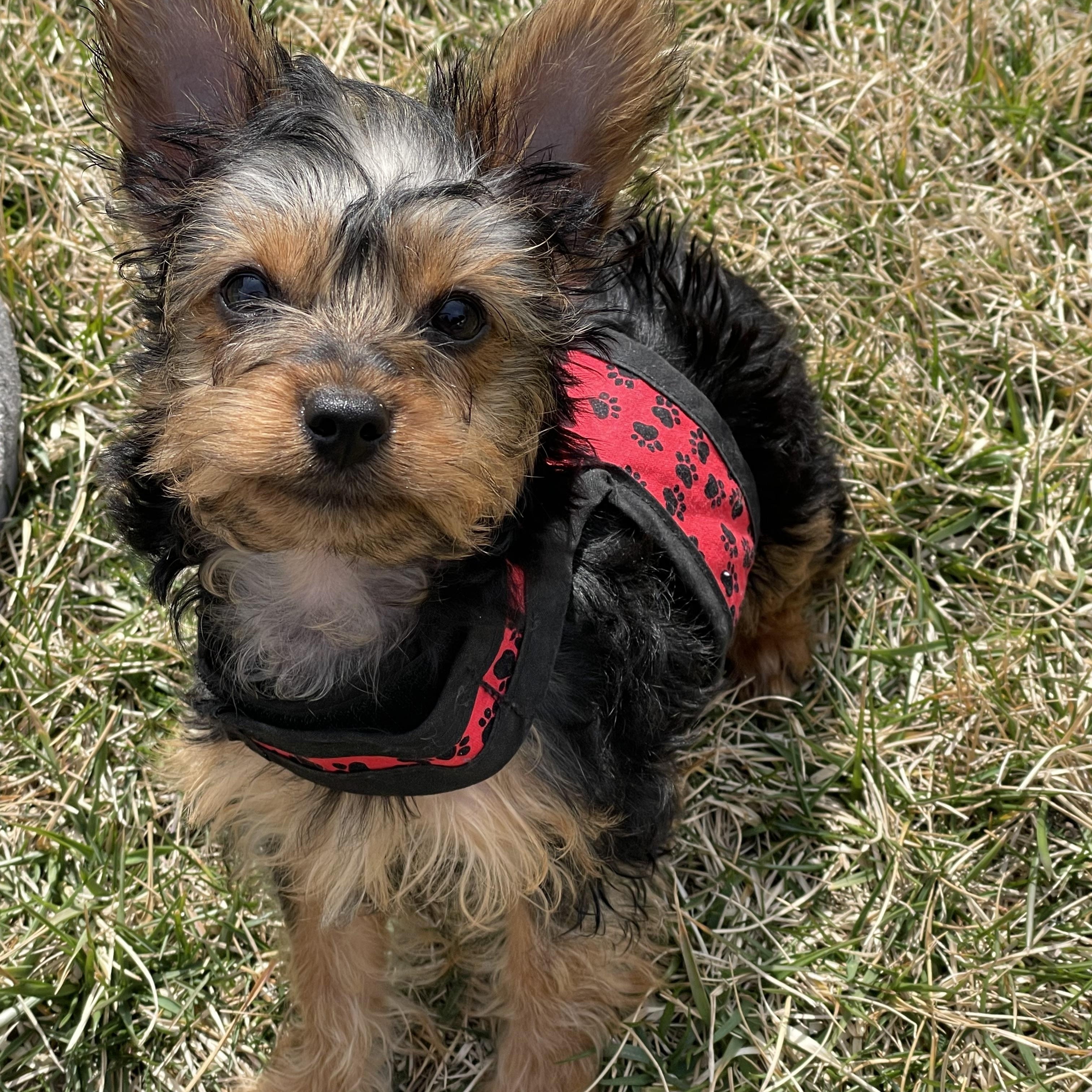 Nico, Adopted, Puppy Male Yorkshire Terrier.