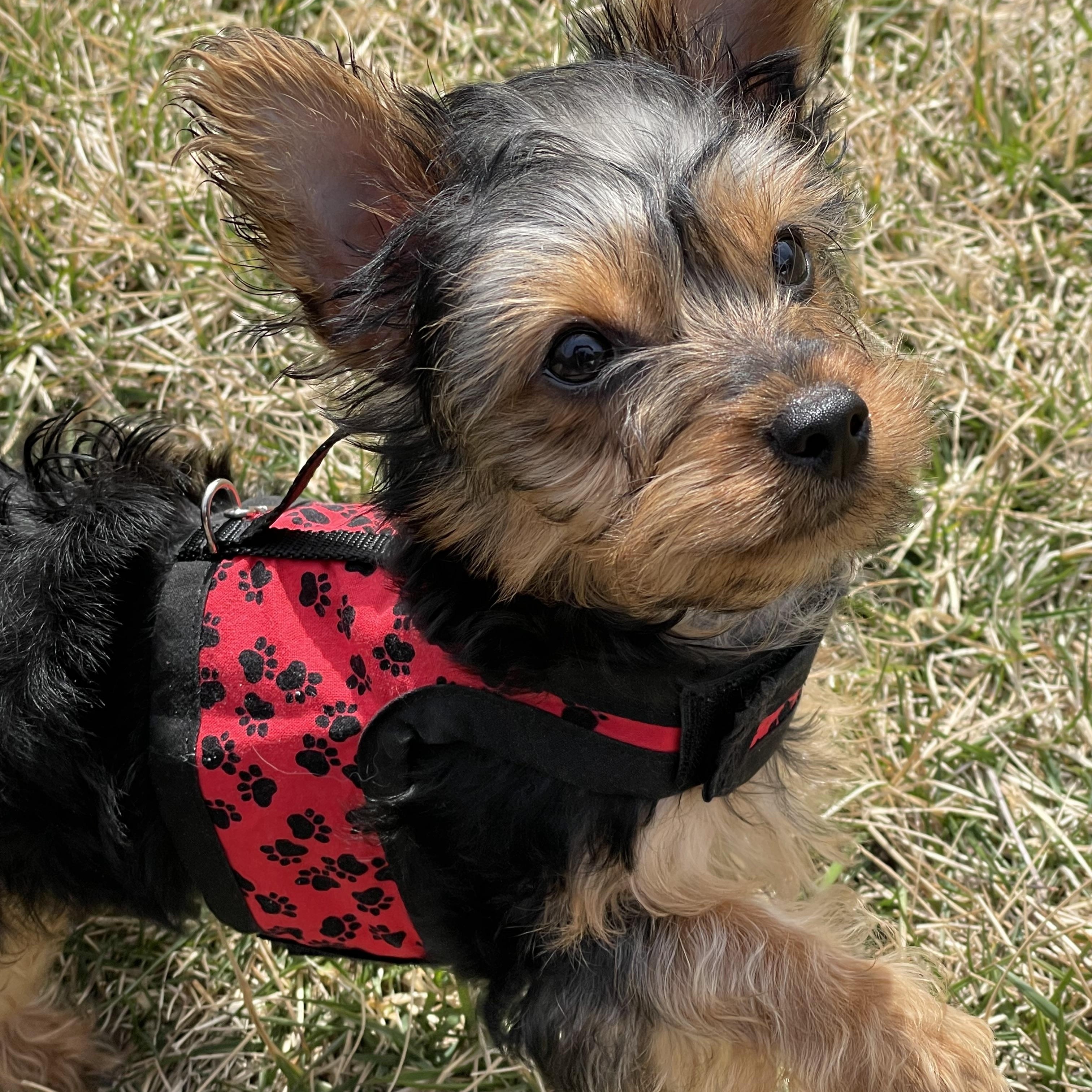 Nico, Adopted, Puppy Male Yorkshire Terrier.