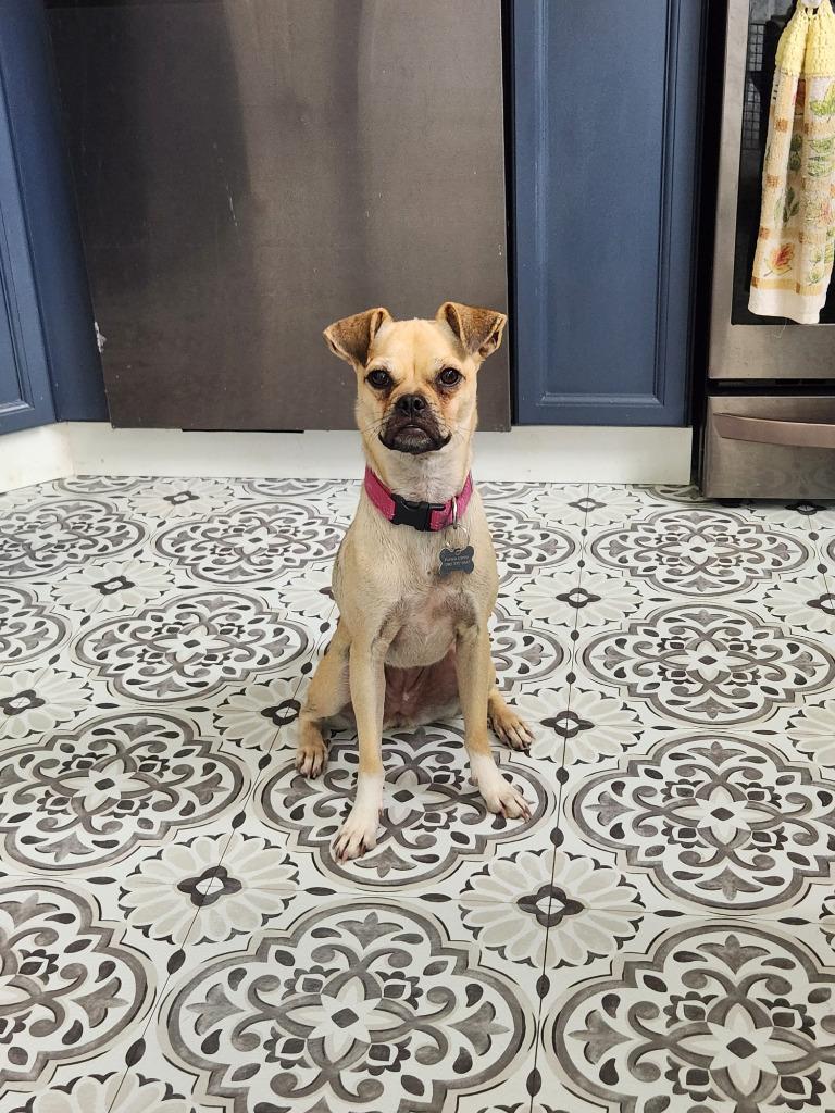 Petunia, Adoptable, Young Female Pug & Rat Terrier.