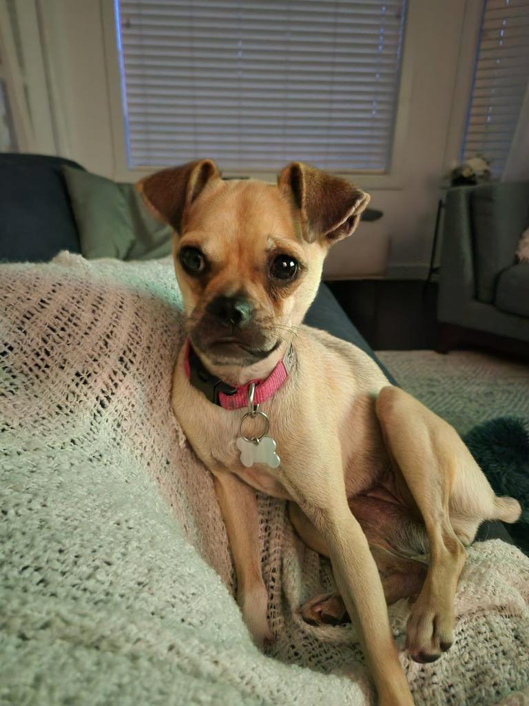 Enlarge Petunia, a Adoptable mixed breed in Calgary, AB image 2/6