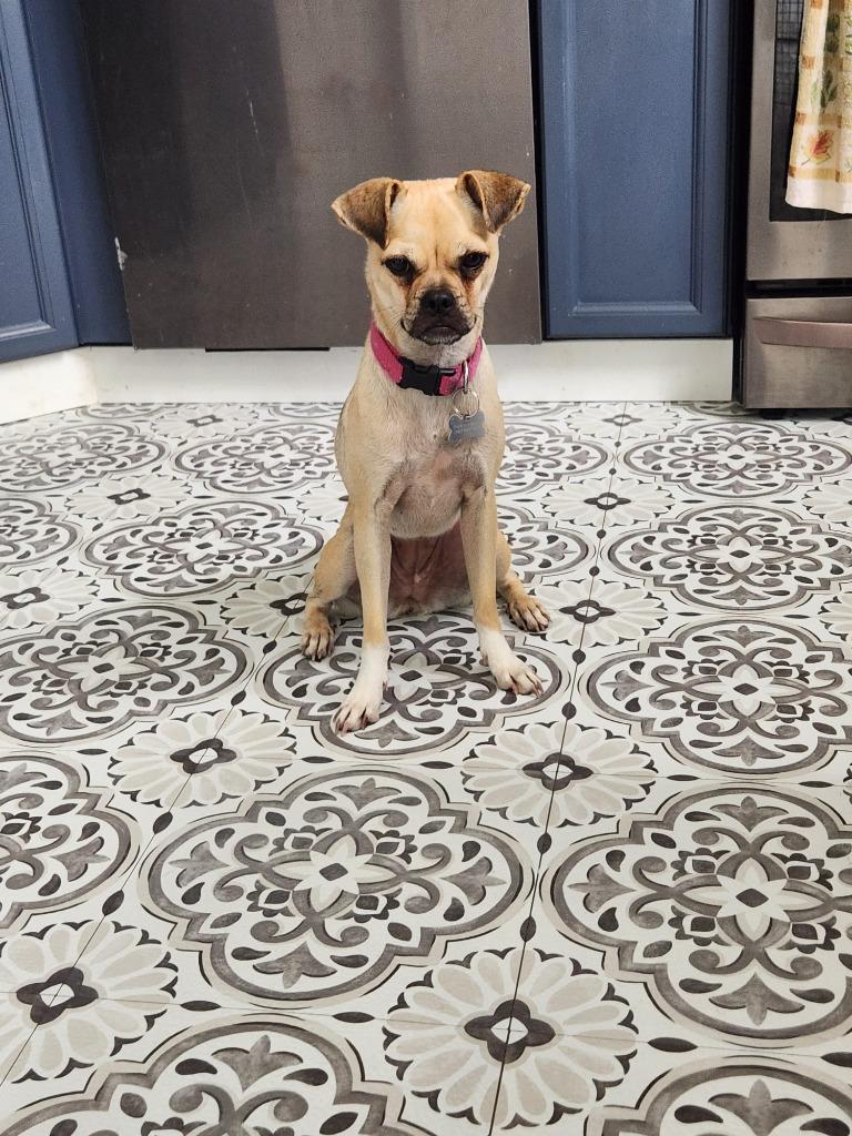 Enlarge Petunia, a Adoptable mixed breed in Calgary, AB image 3/6