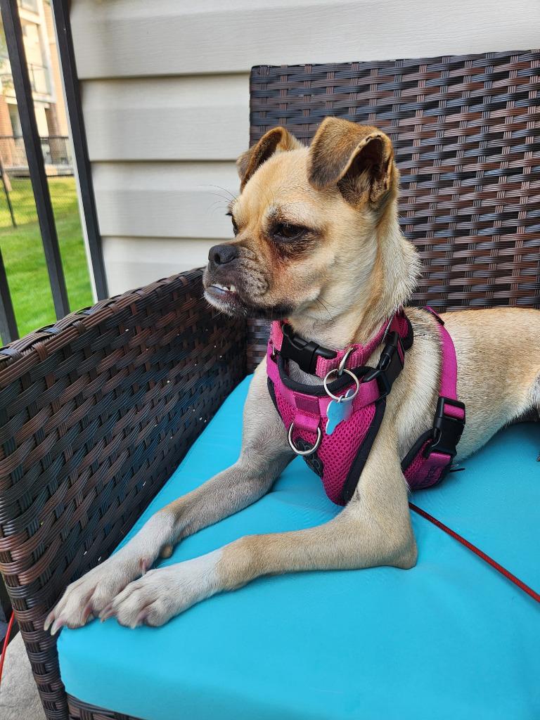 Enlarge Petunia, a Adoptable mixed breed in Calgary, AB image 4/6