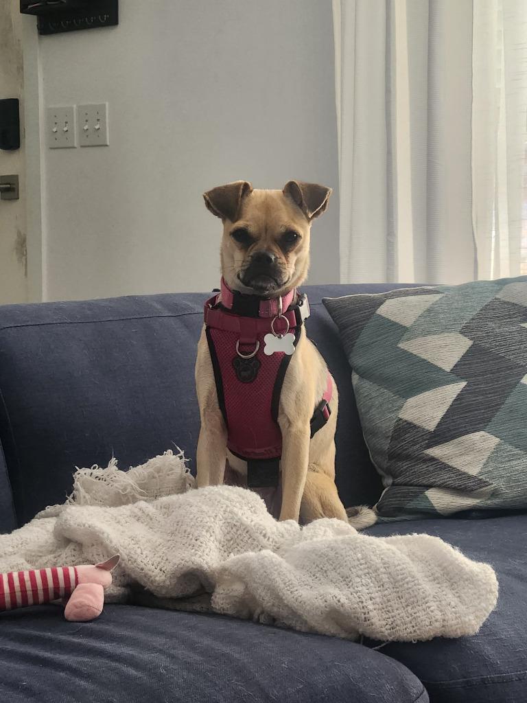 Enlarge Petunia, a Adoptable mixed breed in Calgary, AB image 5/6