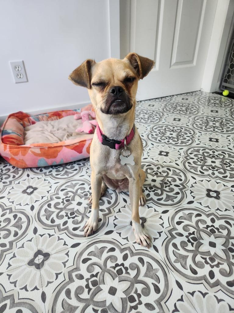 Enlarge Petunia, a Adoptable mixed breed in Calgary, AB image 6/6