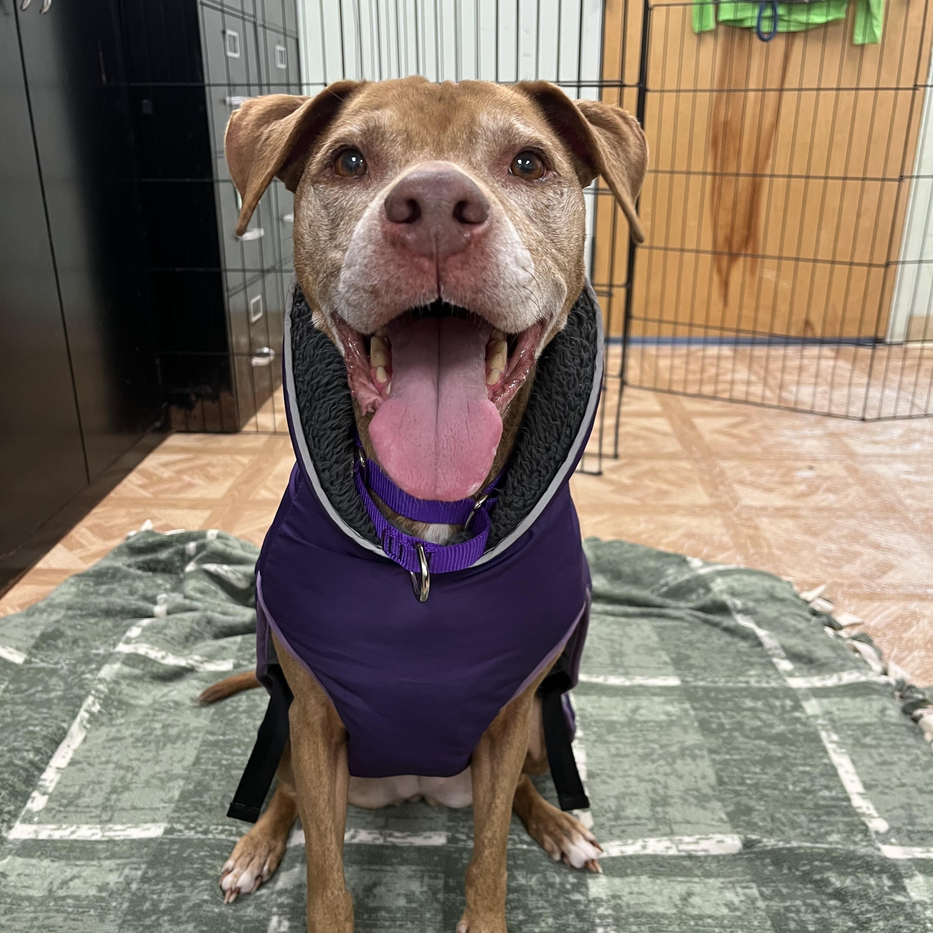 Enlarge Maggie, a ADOPTABLE Pit Bull Terrier in Worcester, MA image 1/3