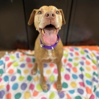 Enlarge Maggie, a ADOPTABLE Pit Bull Terrier in Worcester, MA image 2/3