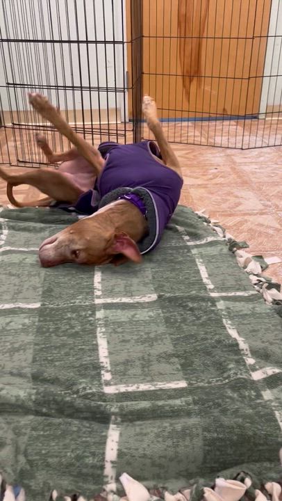 Enlarge Maggie, a ADOPTABLE Pit Bull Terrier in Worcester, MA video 3/3