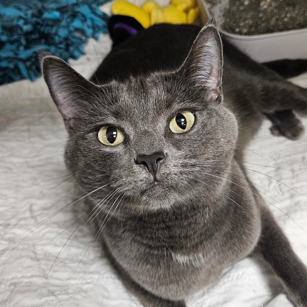 Enlarge Esme, a Adoptable Domestic Short Hair in Zanesville, OH image 1/2