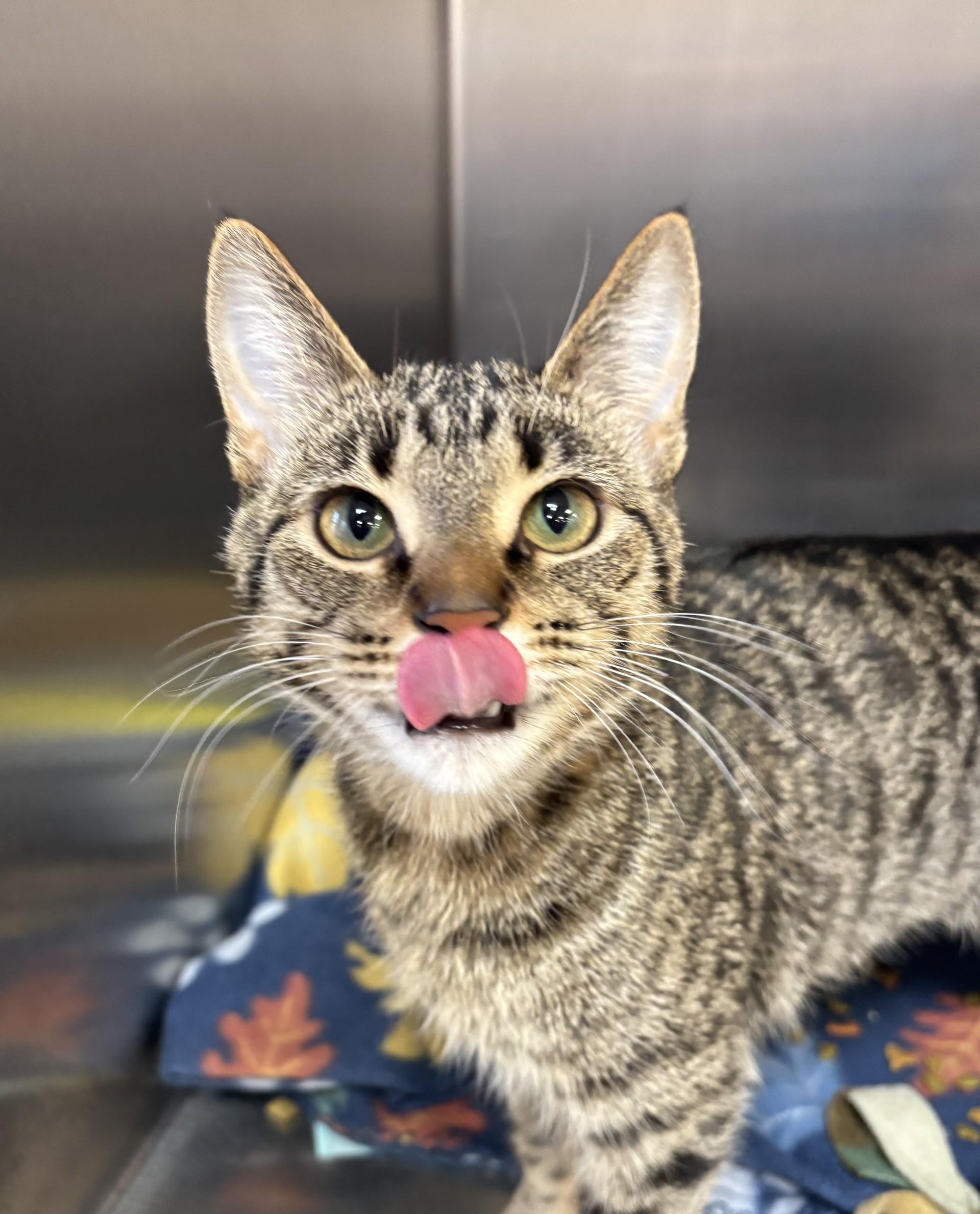 Enlarge Tabitha, a ADOPTABLE Domestic Short Hair in Lafayette, IN image 1/1