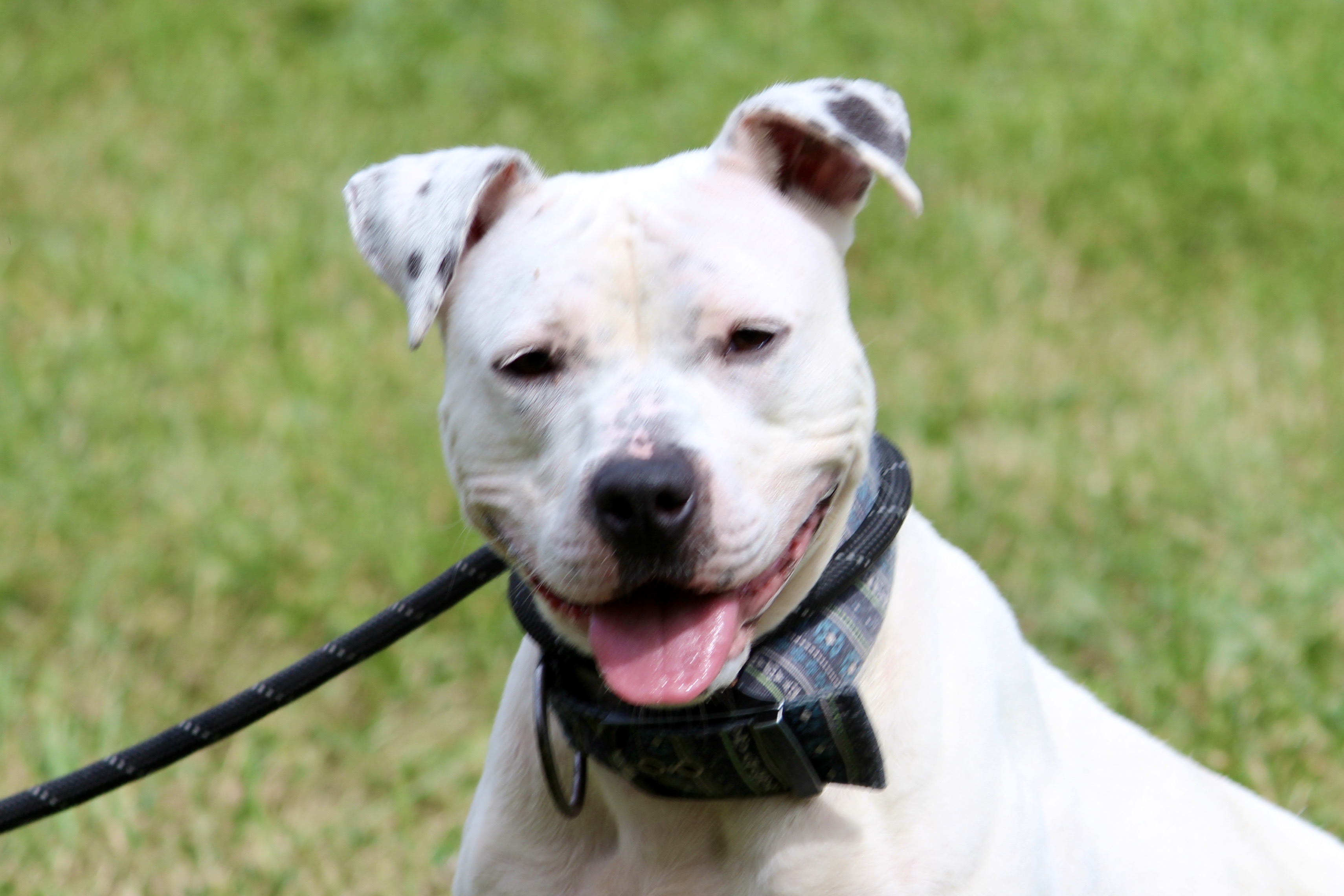 ATHENA — thumbnail 2