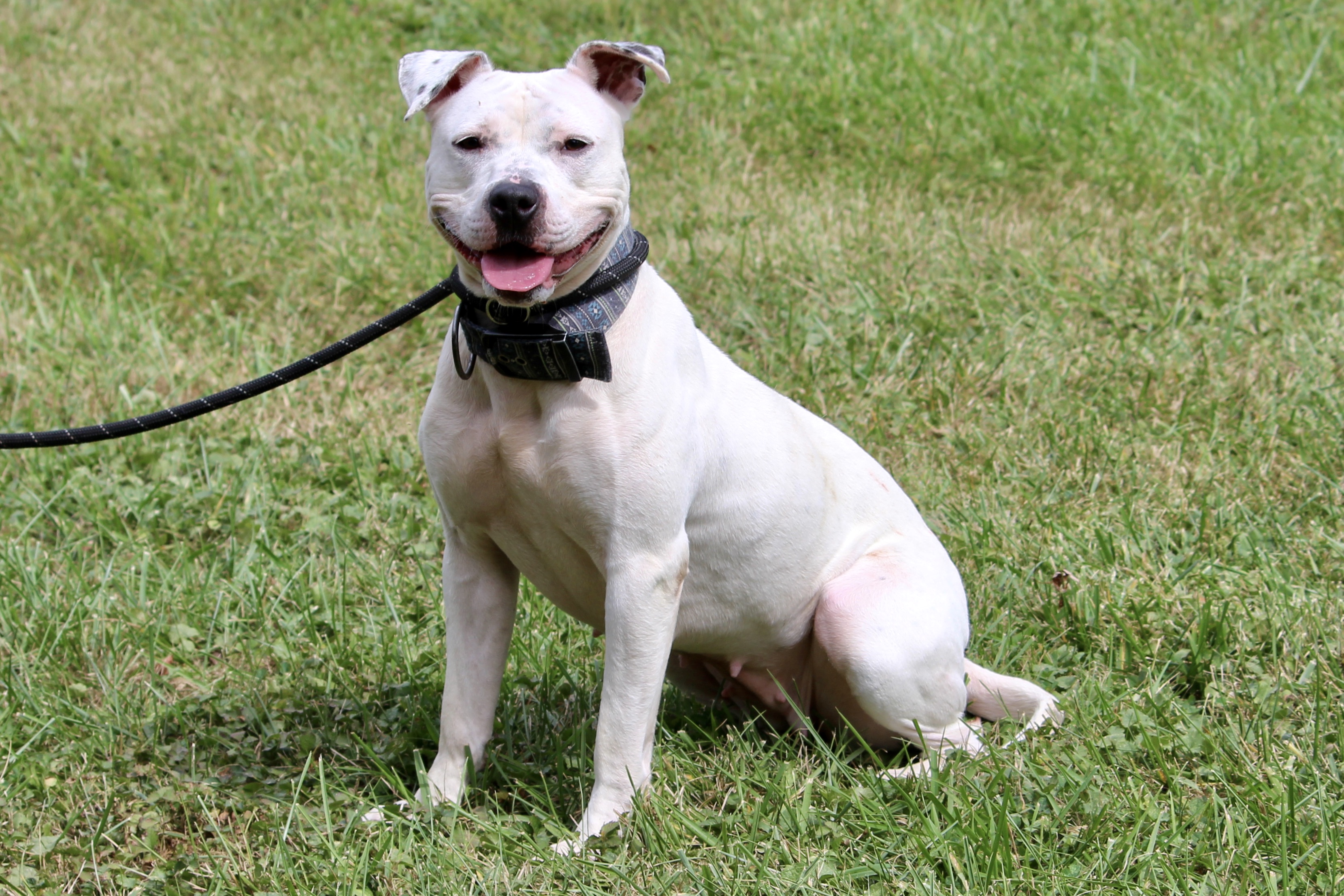 ATHENA — thumbnail 3