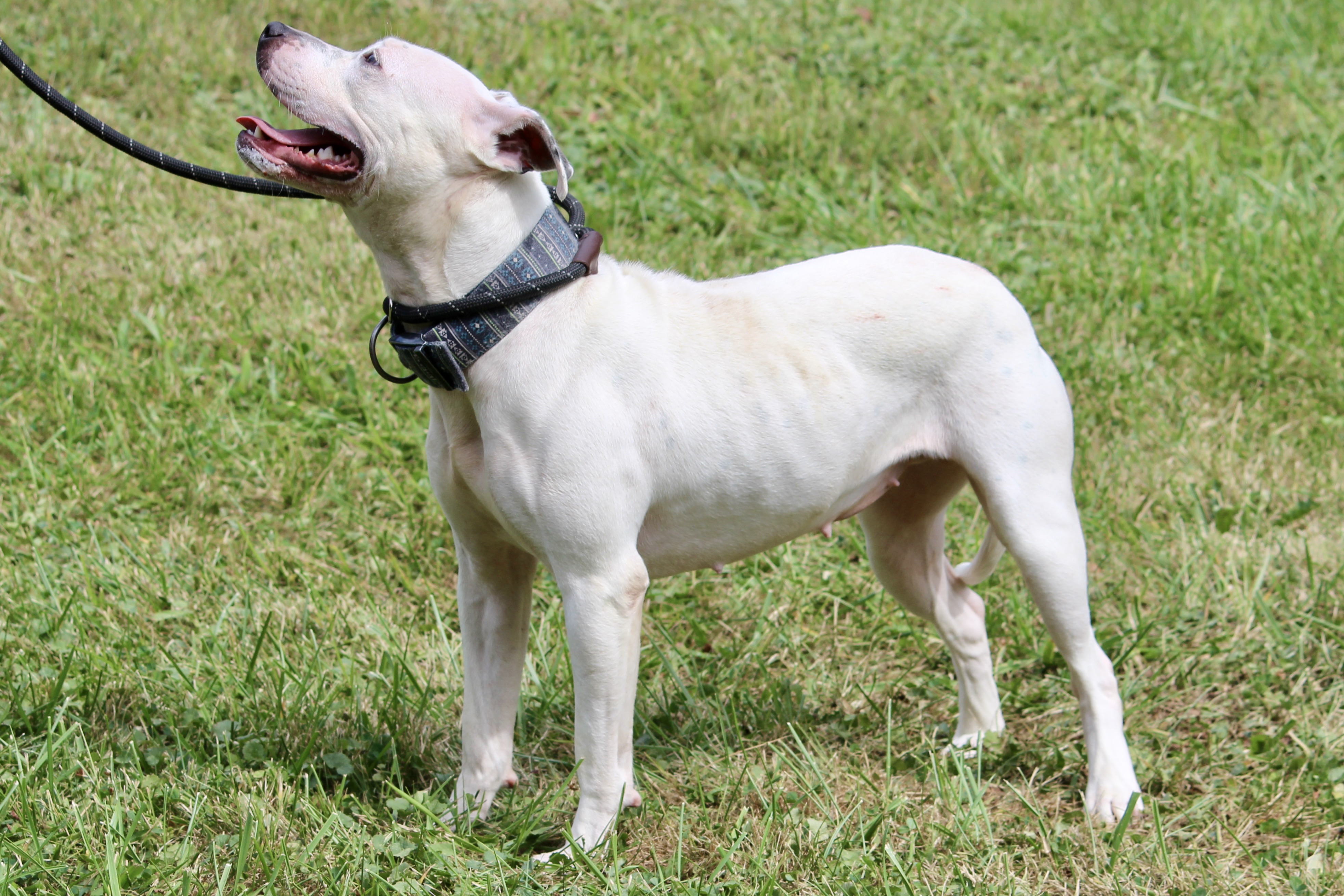 ATHENA — thumbnail 4