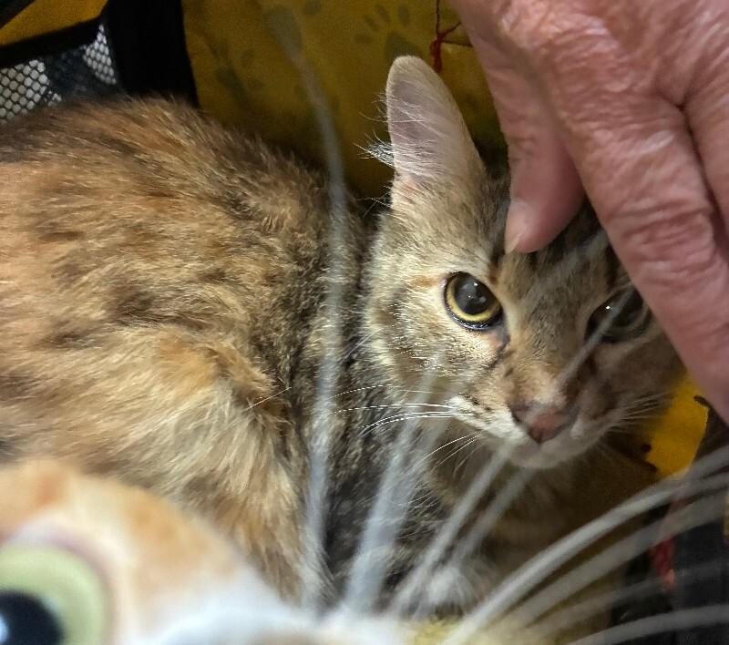 Lily, Adoptable, Adult Female Domestic Short Hair.