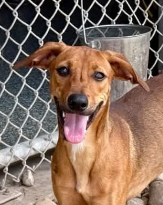 Rosie, a ADOPTABLE mixed breed in Boulder, CO image 2/2