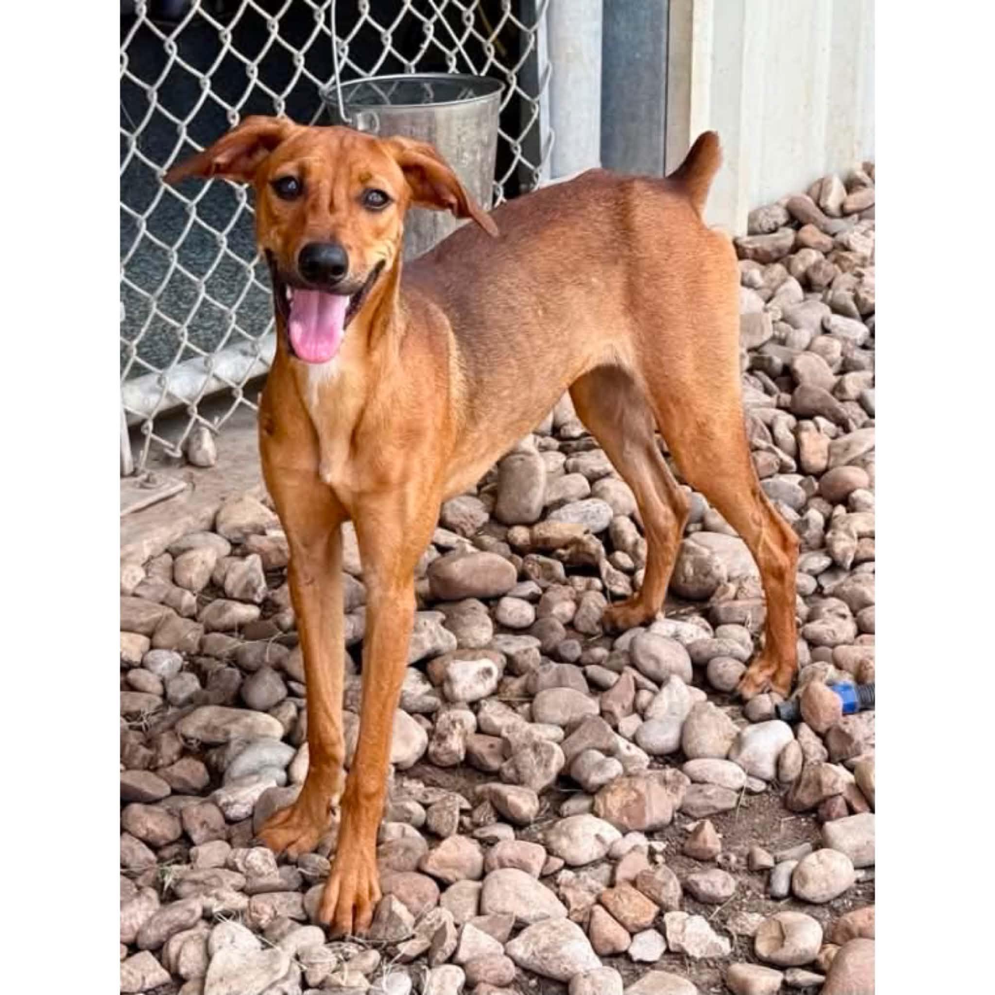 Rosie, a ADOPTABLE mixed breed in Boulder, CO image 1/2