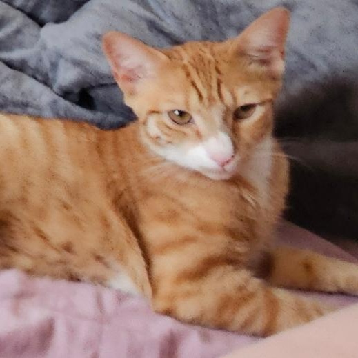 Pancake, adopted, Young Male Domestic Short Hair.