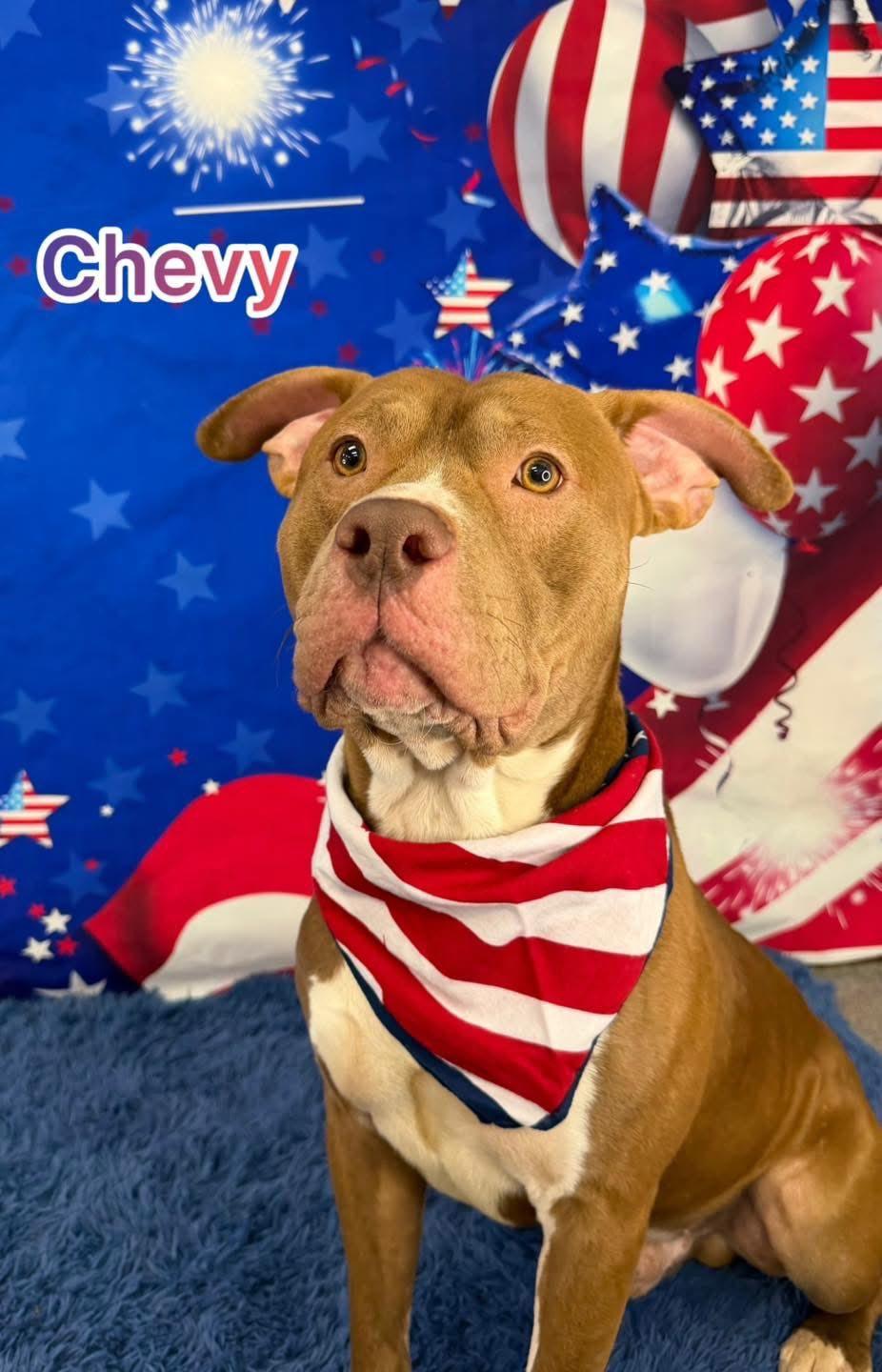 Chevy, ADOPTABLE, Adult Male Mixed Breed.