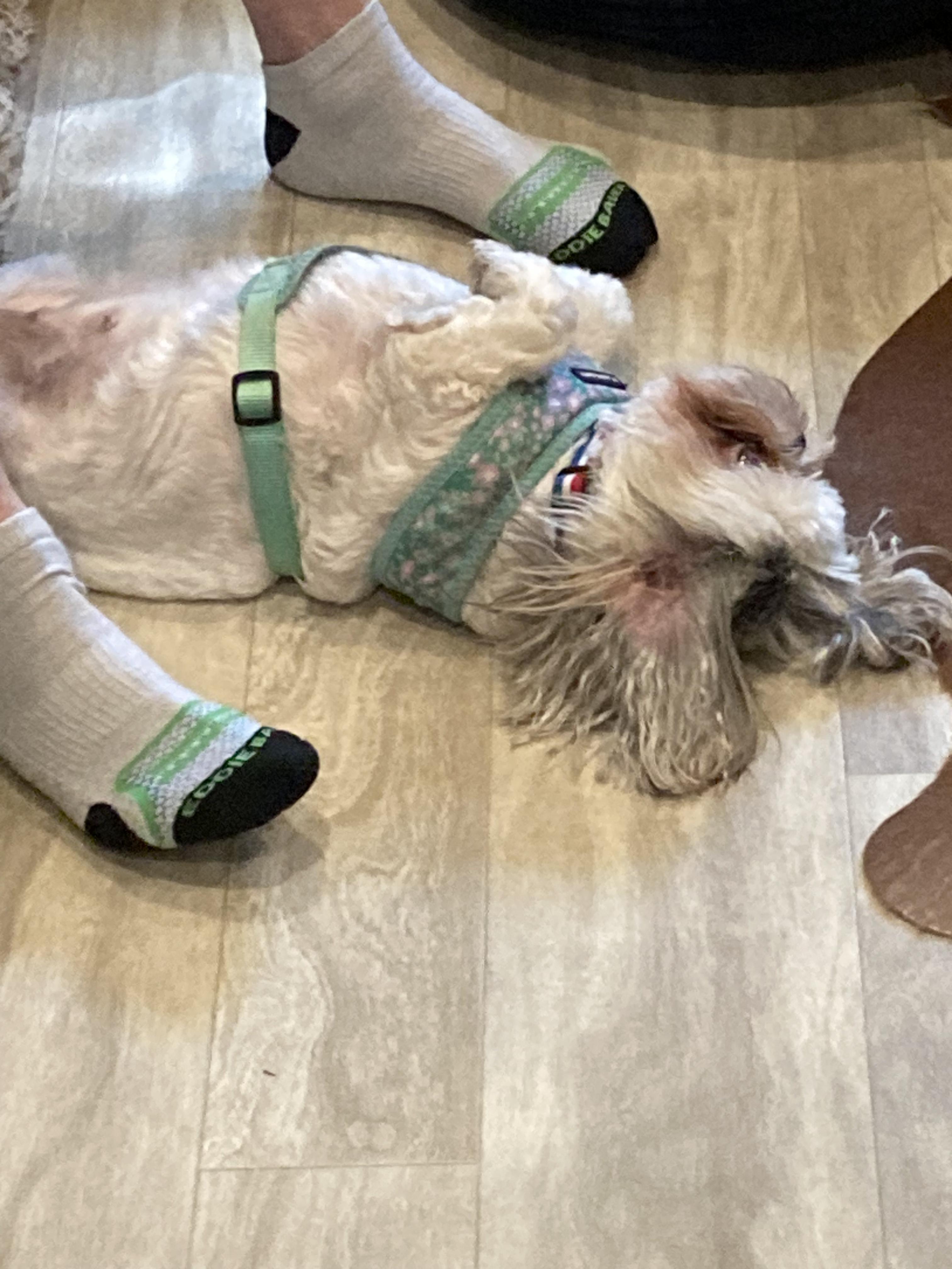 Enlarge Baby Girl (TN), a Adopted Shih Tzu in Chattanooga, TN image 2/3